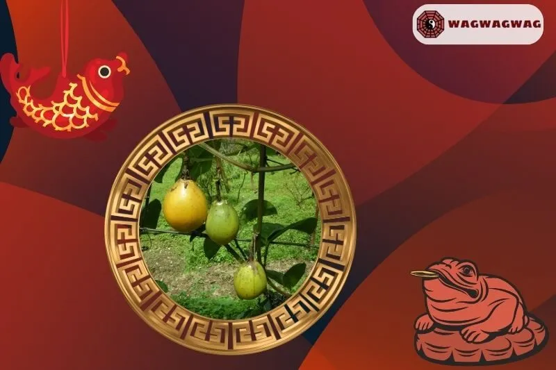 Cây chanh leo hợp mệnh nào?