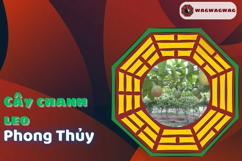 Cây Chanh Leo Phong Thủy: Ý Nghĩa, Cách Trồng và Lợi Ích