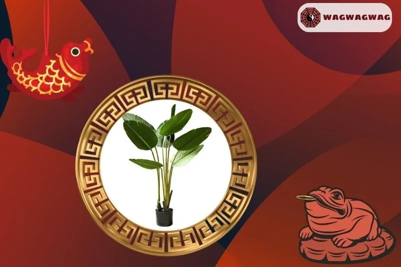 Cây chuối cảnh hợp mệnh nào trong phong thuỷ?