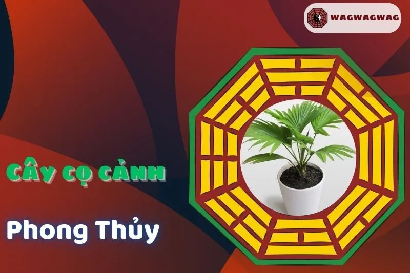 Cây Cọ Cảnh Phong Thủy: Ý Nghĩa, Cách Chăm Sóc & Lợi Ích Cho Nhà Bạn