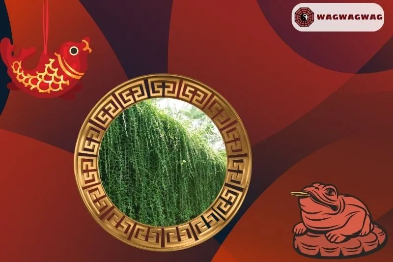 Cây cúc tần Ấn Độ hợp mệnh nào?