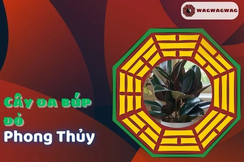 Cây Đa Búp Đỏ Phong Thủy: Ý Nghĩa, Cách Trồng & Hợp Mệnh