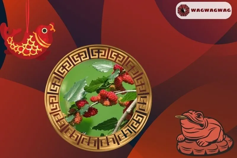 Cây dâu tằm hợp mệnh nào trong phong thủy?