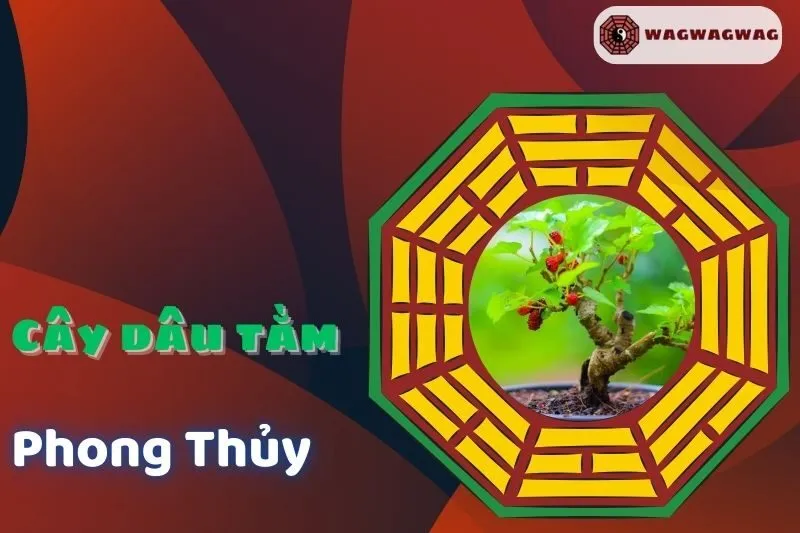 Cây Dâu Tằm Phong Thủy: Ý Nghĩa, Cách Trồng và Lợi Ích