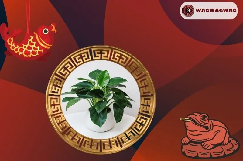 Cây Đế Vương Phong Thủy Hợp Mệnh Nào?