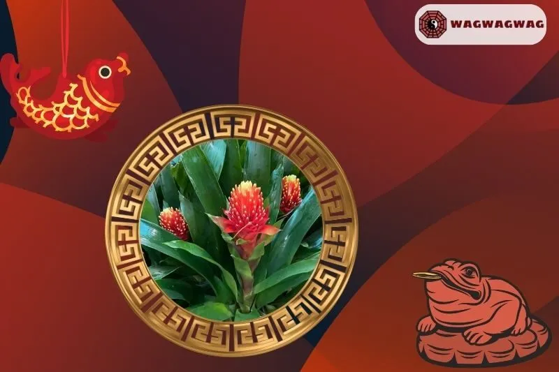 Cây Dứa Cảnh Nến Hợp Mệnh Nào?