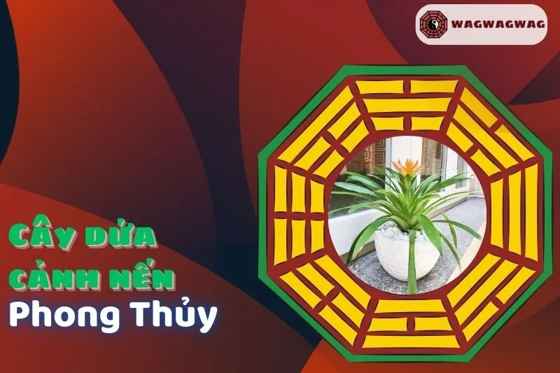 Cây Dứa Cảnh Nến Phong Thủy: Ý Nghĩa, Cách Trồng, Hợp Mệnh Nào?