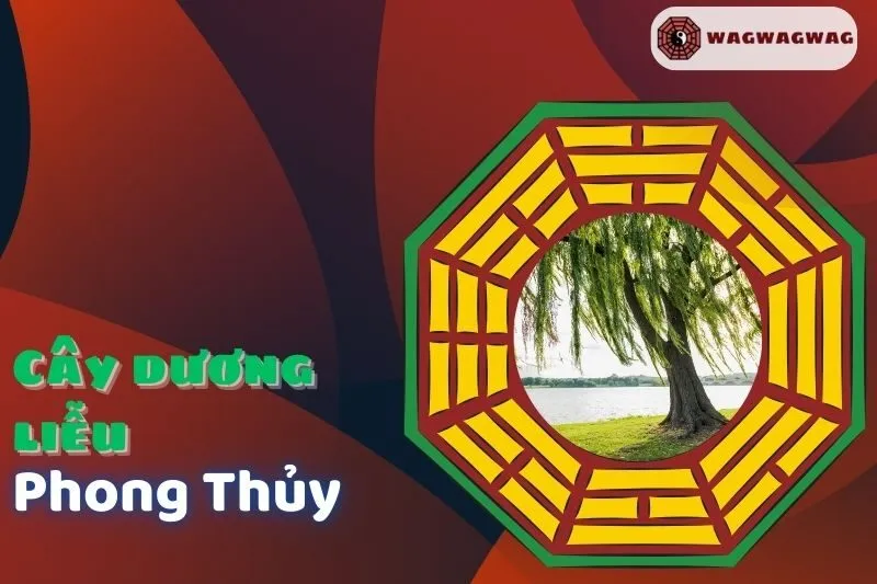 Ý nghĩa phong thủy và cách trồng cây dương liễu phong thủy