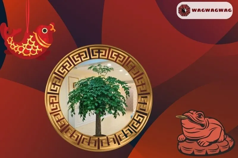 Cây Hạnh Phúc Có Thể Hợp Với Những Mệnh Nào?