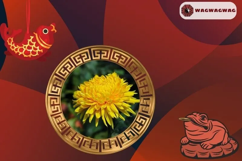 Cây Hoa Cúc Phong Thủy Hợp Mệnh Nào?