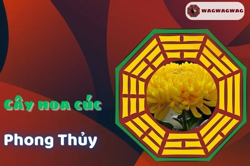 Cây Hoa Cúc Phong Thủy: Ý Nghĩa, Cách Trồng và Lựa Chọn Mệnh Hợp