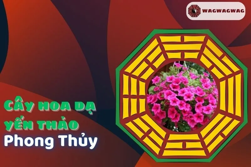 Cây Hoa Dạ Yến Thảo Phong Thủy: Ý Nghĩa, Cách Trồng và Chăm Sóc