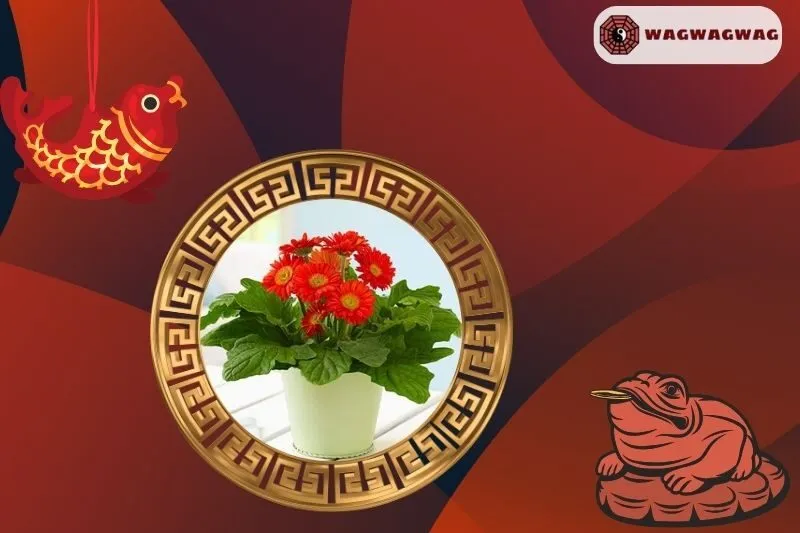 Cây hoa đồng tiền phong thủy hợp mệnh nào?