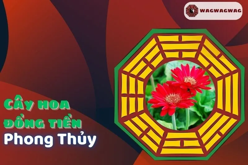 Cây hoa đồng tiền phong thủy: Ý nghĩa, cách trồng và mệnh hợp