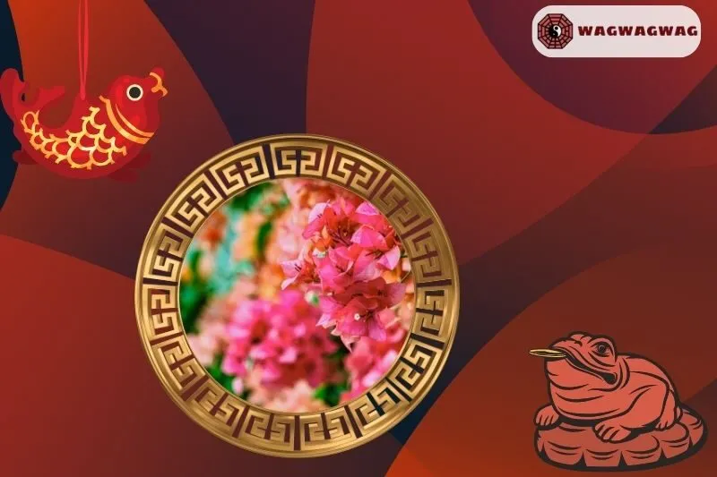 Cây hoa giấy phong thủy hợp mệnh nào