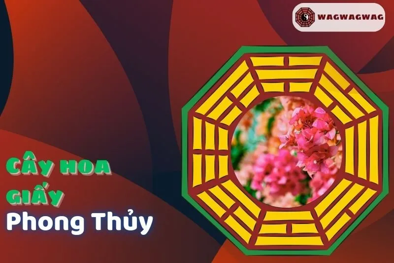 Cây hoa giấy phong thủy: Ý nghĩa, cách trồng, hợp mệnh nào