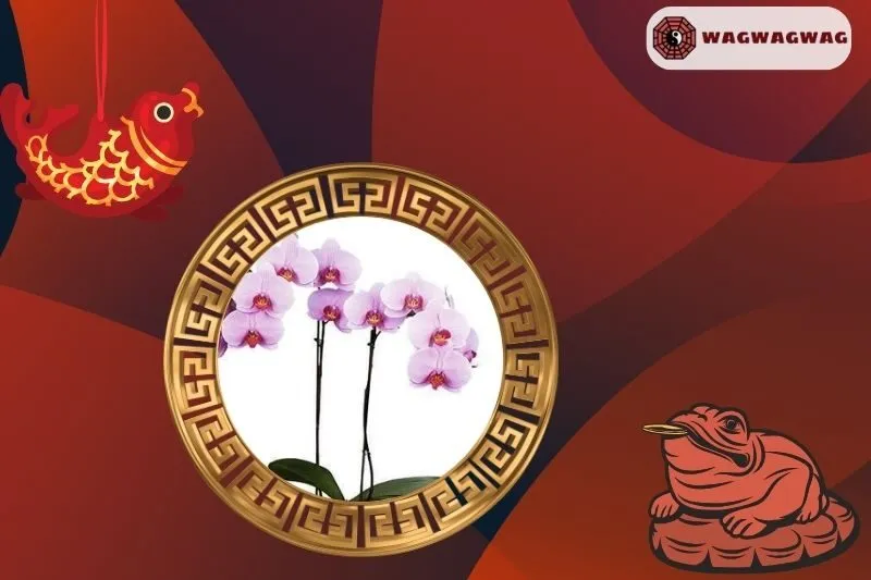 Cây Hoa Lan Phong Thủy Hợp Mệnh Nào?