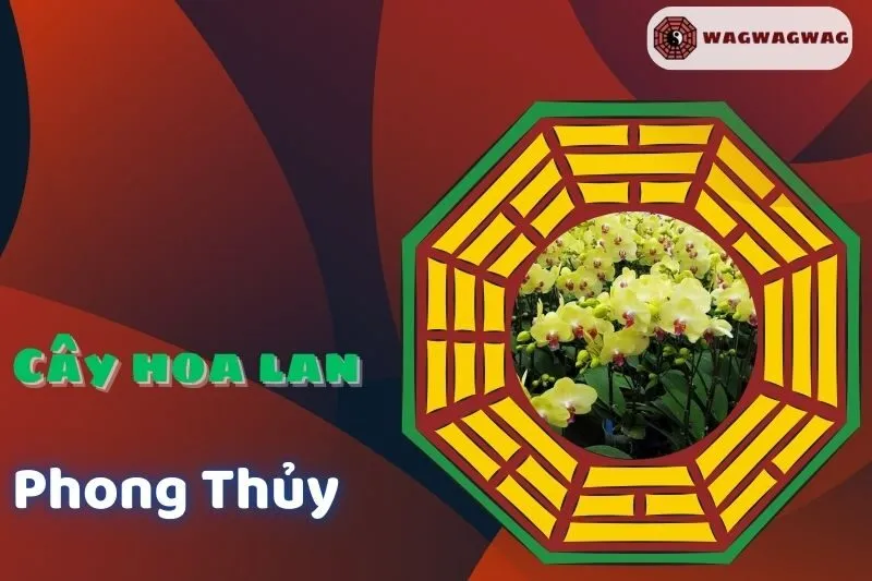 Cây Hoa Lan Phong Thủy: Ý Nghĩa, Cách Trồng và Lựa Chọn Hợp Mệnh