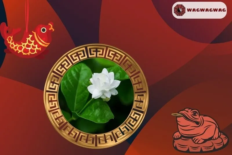 Cây hoa nhài phong thủy hợp mệnh nào?