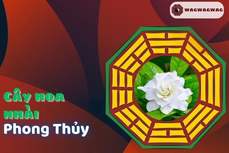 Ý nghĩa và cách trồng cây hoa nhài phong thủy tại nhà