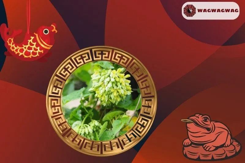 Cây hoa thiên lý phong thủy hợp mệnh nào?