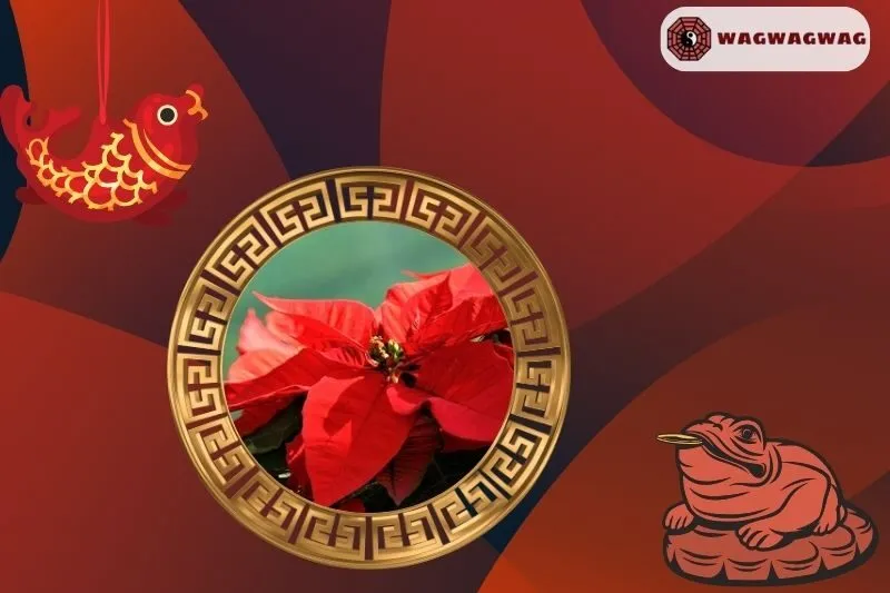 Cây Trạng Nguyên Hợp Mệnh Gì?