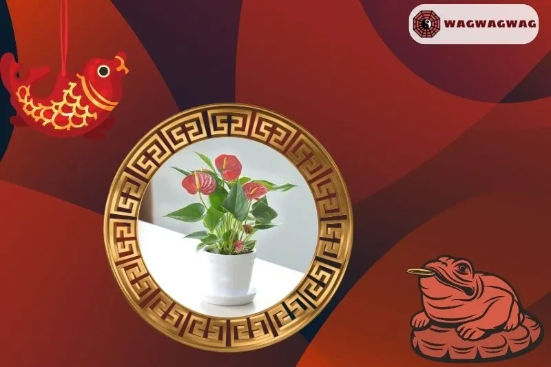 Cây hồng môn hợp mệnh nào?