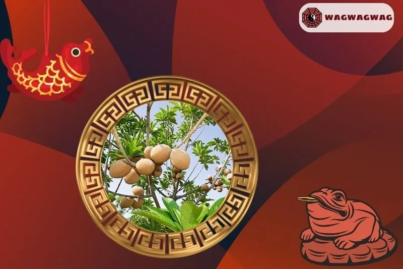 Cây hồng xiêm hợp mệnh nào?