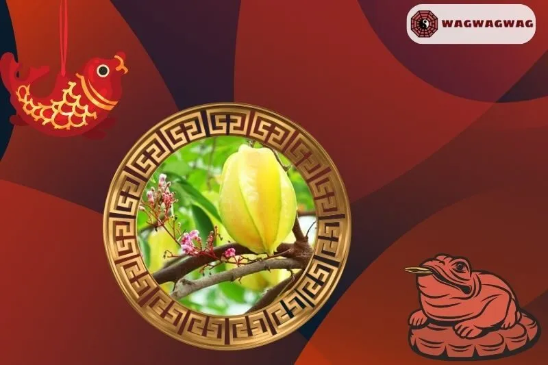 Cây khế phong thủy hợp mệnh nào?