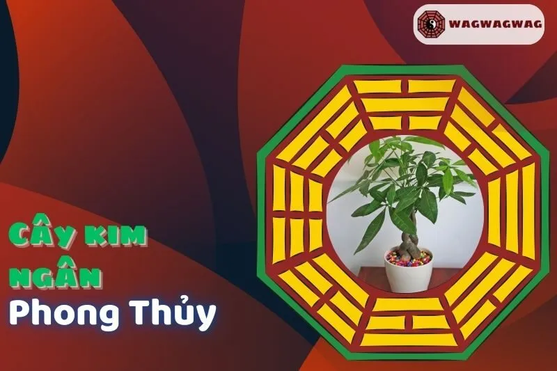 Cây Kim Ngân Phong Thuỷ: Ý Nghĩa, Cách Trồng & Hợp Mệnh