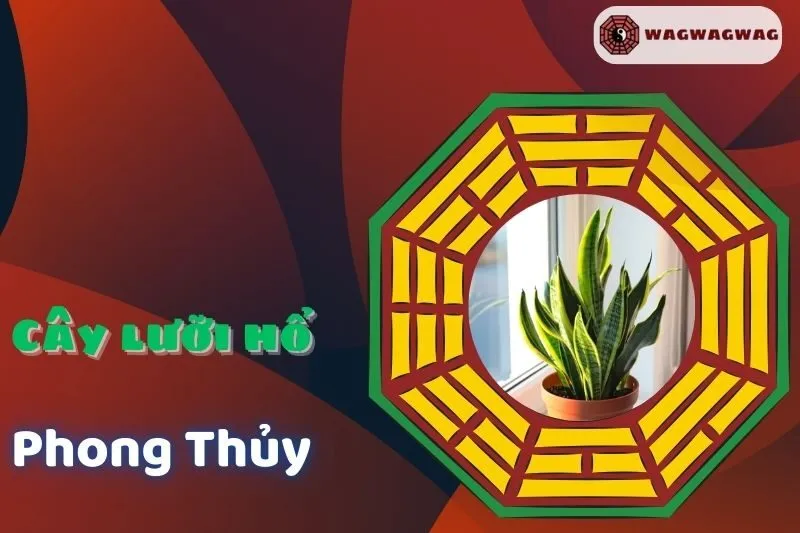 Cây lưỡi hổ phong thuỷ: Ý nghĩa và cách trồng mang tài lộc