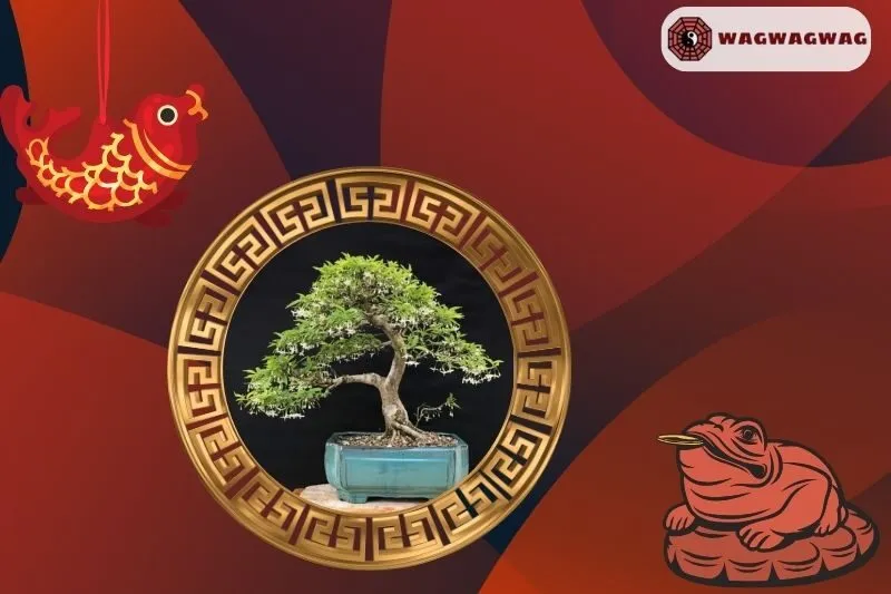 Cây mai chiếu thủy hợp mệnh nào?