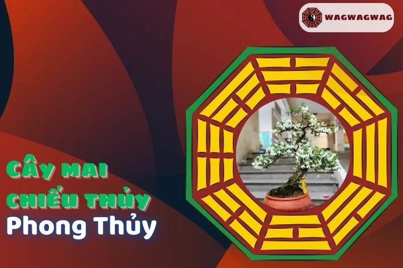 Cây Mai Chiếu Thủy Phong Thủy: Ý Nghĩa, Cách Trồng và Lợi Ích