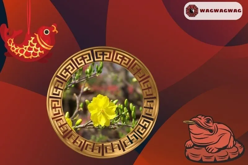 Cây mai vàng phong thủy hợp với mệnh nào?