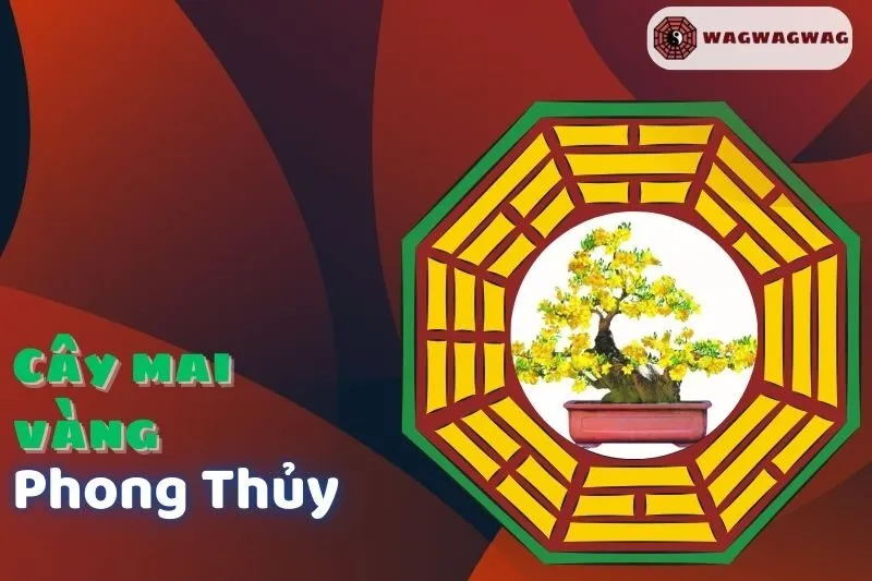 Cây Mai Vàng Phong Thủy: Ý Nghĩa, Cách Đặt và Chăm Sóc Hiệu Quả