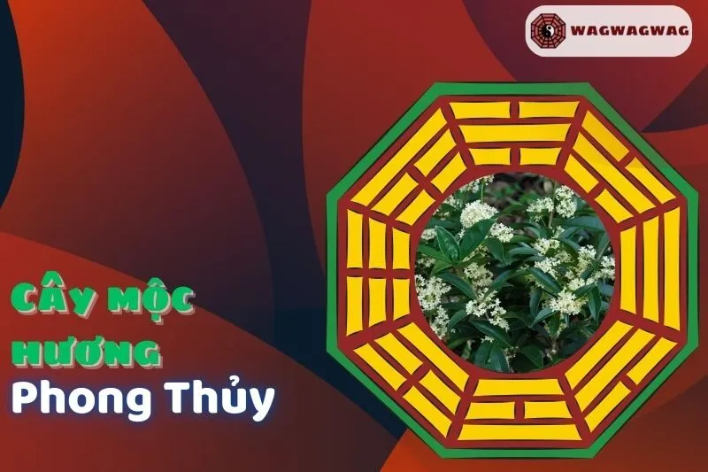 Ý nghĩa và cách trồng cây mộc hương phong thủy cho ngôi nhà bạn