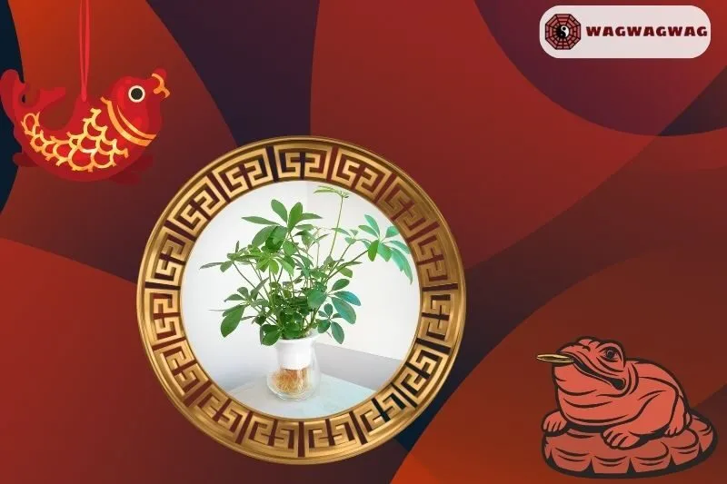 Cây Ngũ Gia Bì Hợp Mệnh Nào Trong Phong Thủy?