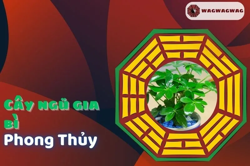 Cây Ngũ Gia Bì Phong Thủy: Ý Nghĩa, Cách Trồng & Hợp Mệnh