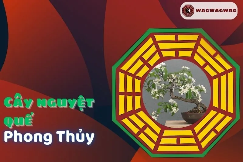 Cây Nguyệt Quế Phong Thủy: Ý Nghĩa, Cách Trồng, Hợp Mệnh Nào | Wagwagwag