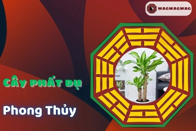 Ý nghĩa và cách trồng cây phất dụ phong thủy hợp mệnh