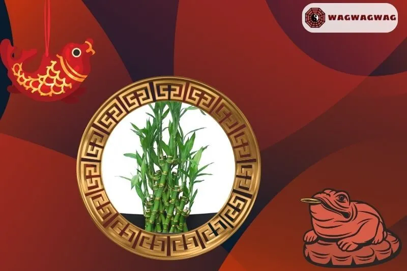 Cây phát tài hợp với tuổi nào và mệnh nào?