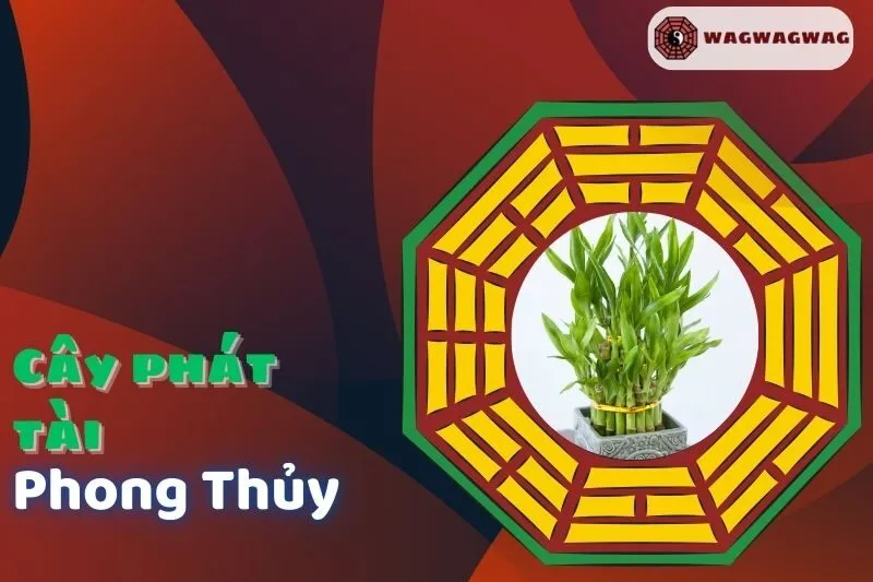 Cây Phát Tài Phong Thuỷ: Ý Nghĩa, Cách Trồng và Chăm Sóc