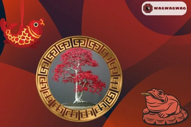 Cây Phong Lá Đỏ Hợp Mệnh Nào?