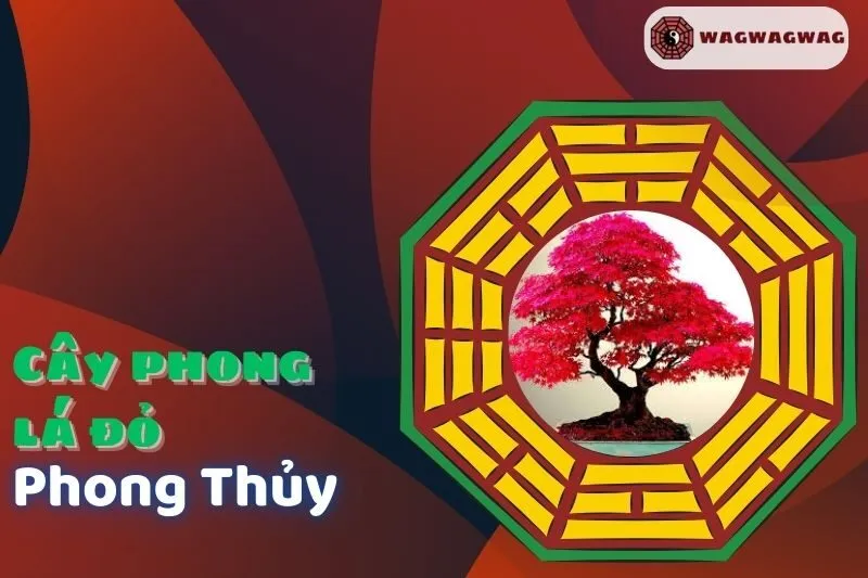 Cây Phong Lá Đỏ Phong Thủy: Ý Nghĩa, Cách Trồng & Hợp Mệnh