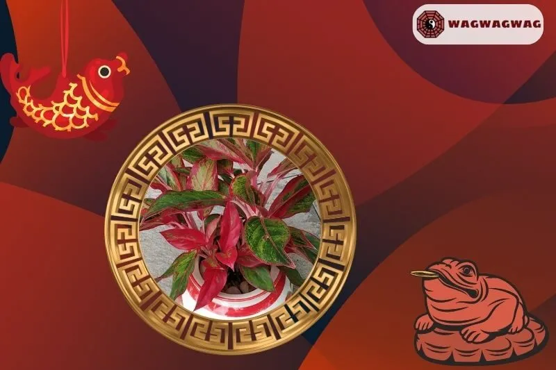 Cây phú quý hợp với mệnh gì và tuổi nào?