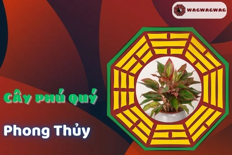 Ý nghĩa và cách chăm sóc cây phú quý phong thuỷ đúng chuẩn