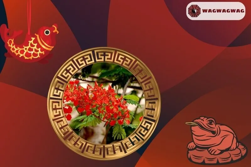 Cây phượng vĩ bonsai hợp mệnh nào trong phong thủy?