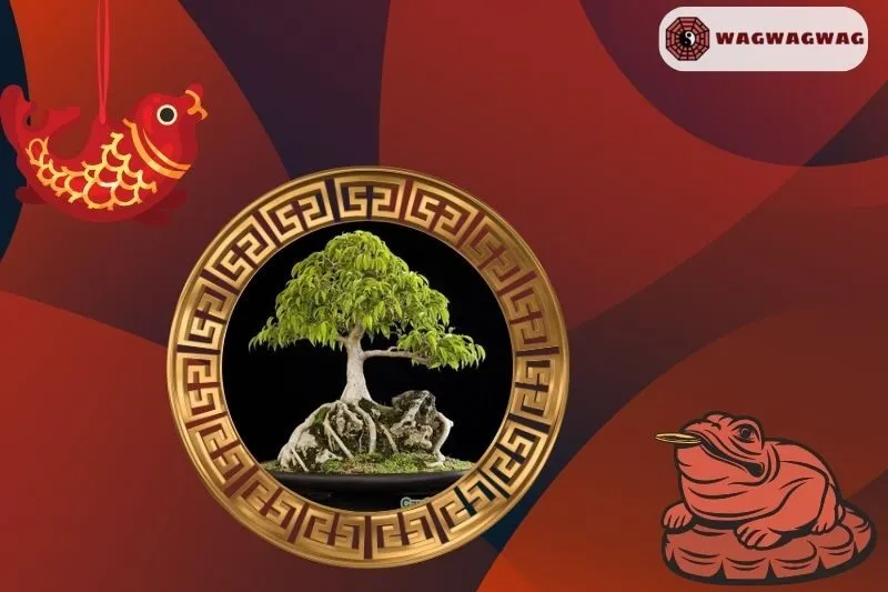 Cây sanh hợp mệnh nào trong phong thủy?