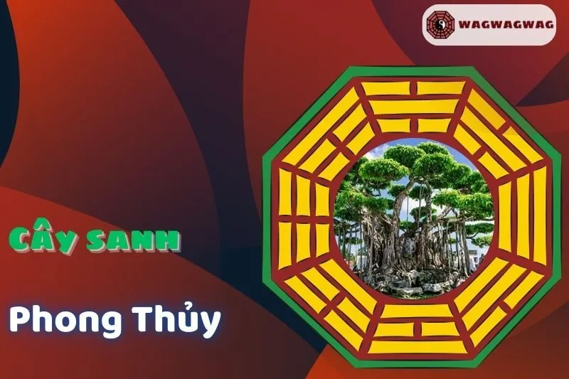 Cây Sanh Phong Thủy: Ý Nghĩa, Cách Trồng & Hợp Mệnh | WAGWAGWAG.com