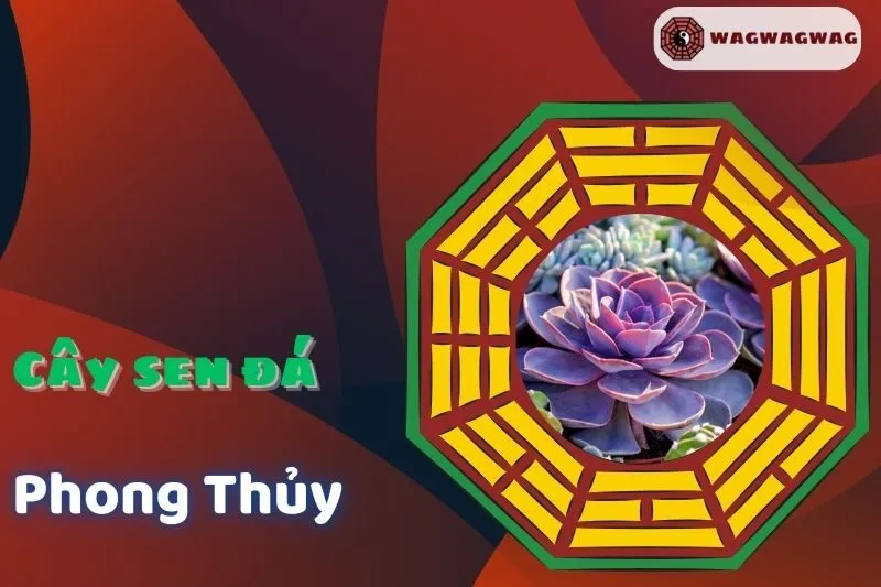 Cây sen đá phong thủy: Ý nghĩa, cách chọn theo từng mệnh và cách chăm sóc